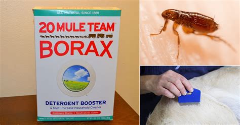 Does borax kill fleas. Things To Know About Does borax kill fleas. 